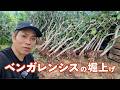 【ベンガレンシス生産】苗から鉢上げまでの流れ｜曲げやすい苗の作り方