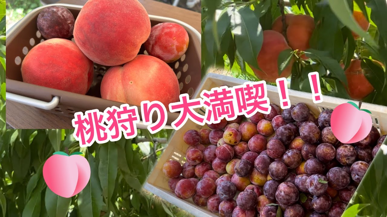 2,000円時間無制限！山梨に桃狩りに行ってきたよ#中込農園