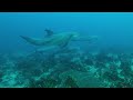 Playful dolphins swim with divers in the Red Sea