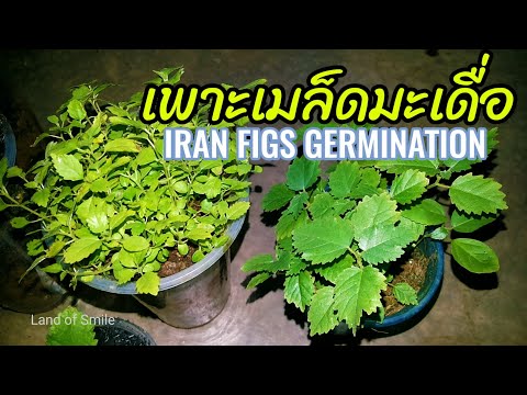 วิธี เพาะเมล็ดมะเดื่อ ทำแบบนี้  Iran figs seed germination