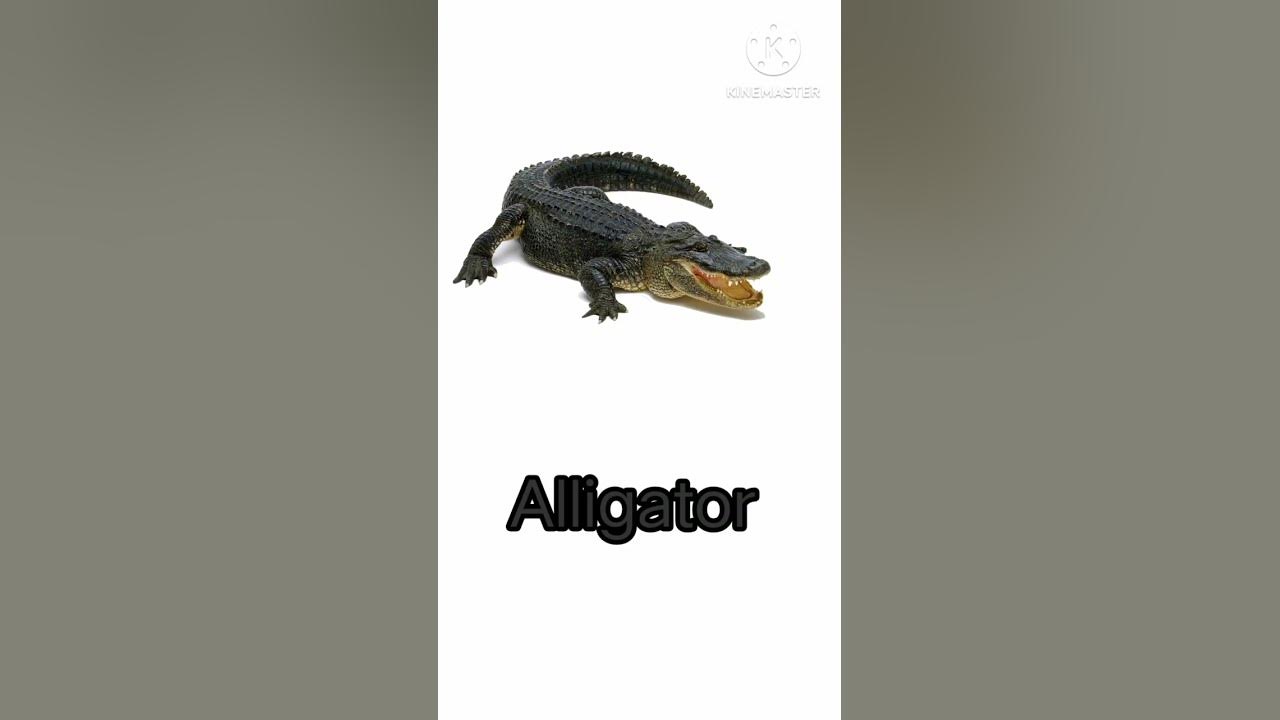 Animals Start With Letter A#homevocabulary #preschool #englishforkids