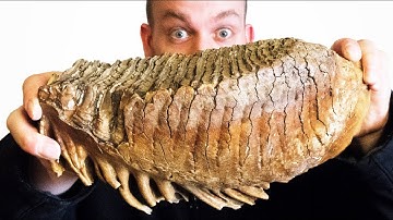 Woolly Mammoth Tooth with a 60,000 PSI Waterjet - Giveaway