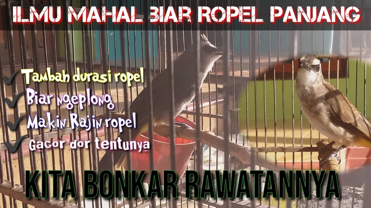 Ilmu mahal nih!! Perawatan Trucukan agar Ropel panjang Ngedurasi