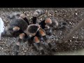 タランチュラの食事風景 Mexican Red Knee Tarantula Feeding