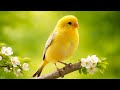 🐦 Relaxing Forest Bird Sounds to Reduce Stress and Improve Focus During Study and Work