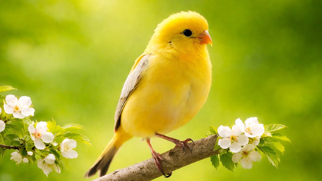 🐦 Relaxing Forest Bird Sounds to Reduce Stress and Improve Focus During Study and Work