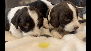 Introducing Kahlua's puppies - English Springer Spaniel 4 Weeks Old by Good Honest Living 1,752 views 1 year ago 8 minutes, 38 seconds