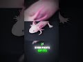 Top 5 Animals With INSANE Abilities 😳