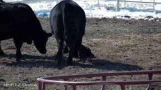 Calving cameras for monitoring your cattle. This is a demo of our PTZ barn camera