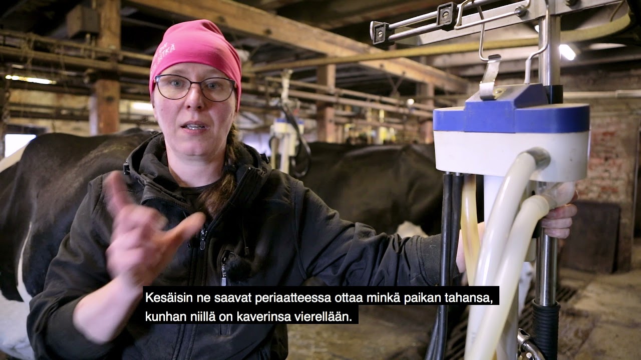 Mjölkgårdar i Sibbo - Sipoon maitotilat