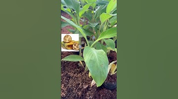 Cây Chuối hột Miền Tây | 0386569374 - Ngọc Ngân Bến Tre | Chuyên cây độc lạ