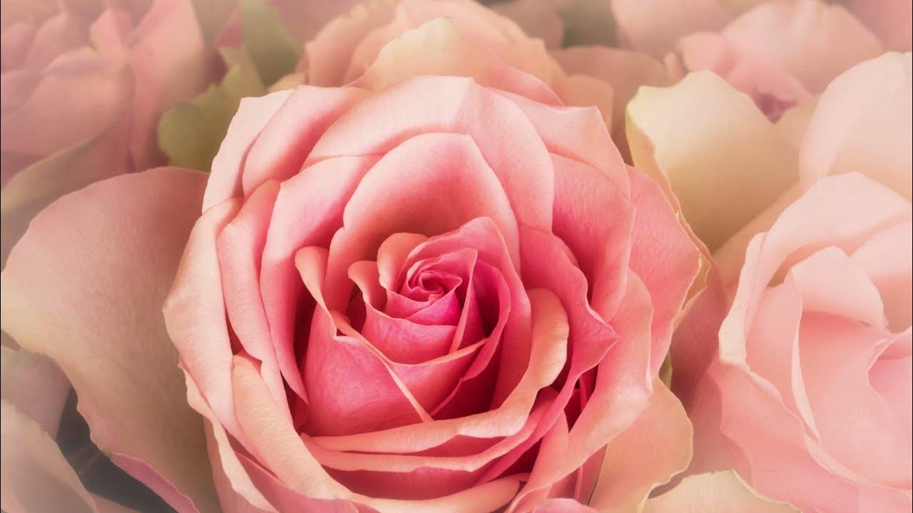 роза 🌹 відео про розу 🌹 розповідь про розу 🌹 роза 🌹🌹🌹 - YouTube