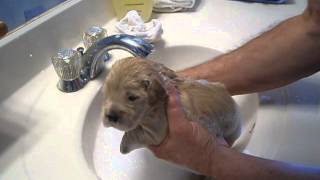 Golden Retriever Puppy Taking First Full Bubble Bath