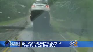 Woman Survives After Tree Falls On Her SUV