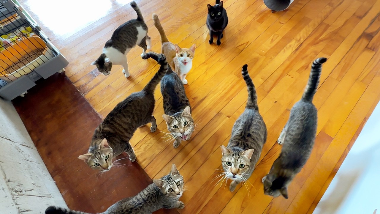 Внутри заброшенной школы!? Откройте для себя самое трогательное кошачье убежище Японии🏫🐈