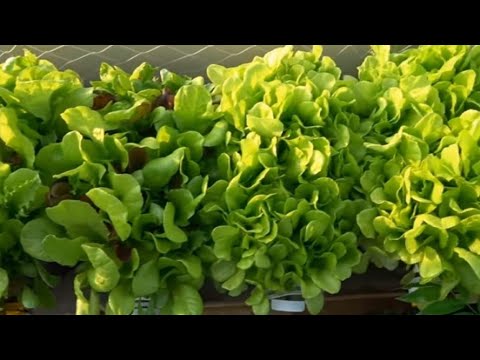 Video: Kako Održavati Salatu Svježom