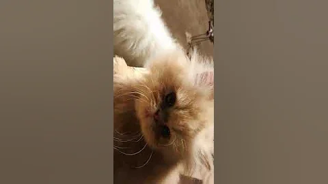 Watch the video about Triple Coated Persian Kittens for Sale | Best Persian Cat videos | 7400319919