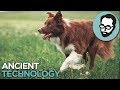 Would Humans Have Survived Without Dogs? | Answers With Joe