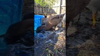 Happy Khaki Campbell Duck Playing In The Mud.
