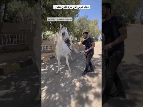 دعاء فرس اول مرة تكون عشار ٦٠شو مع الدكتور حاتم ستين