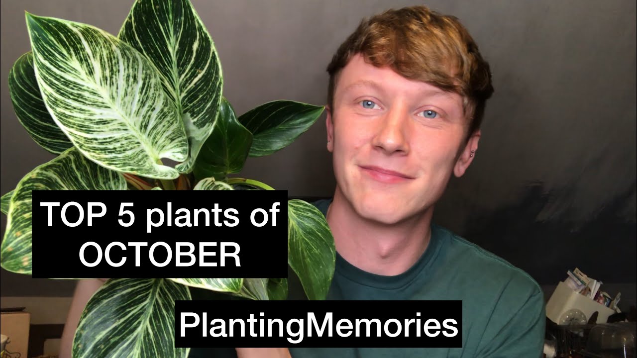 TOP 5 HOUSEPLANTS OF OCTOBER PLUS DISCOUNT CODE YouTube