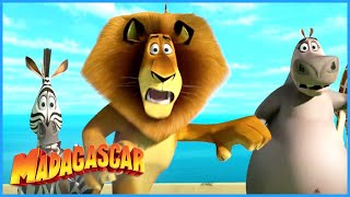 DreamWorks Madagascar | Team work works! | Madagascar | Kids Movies