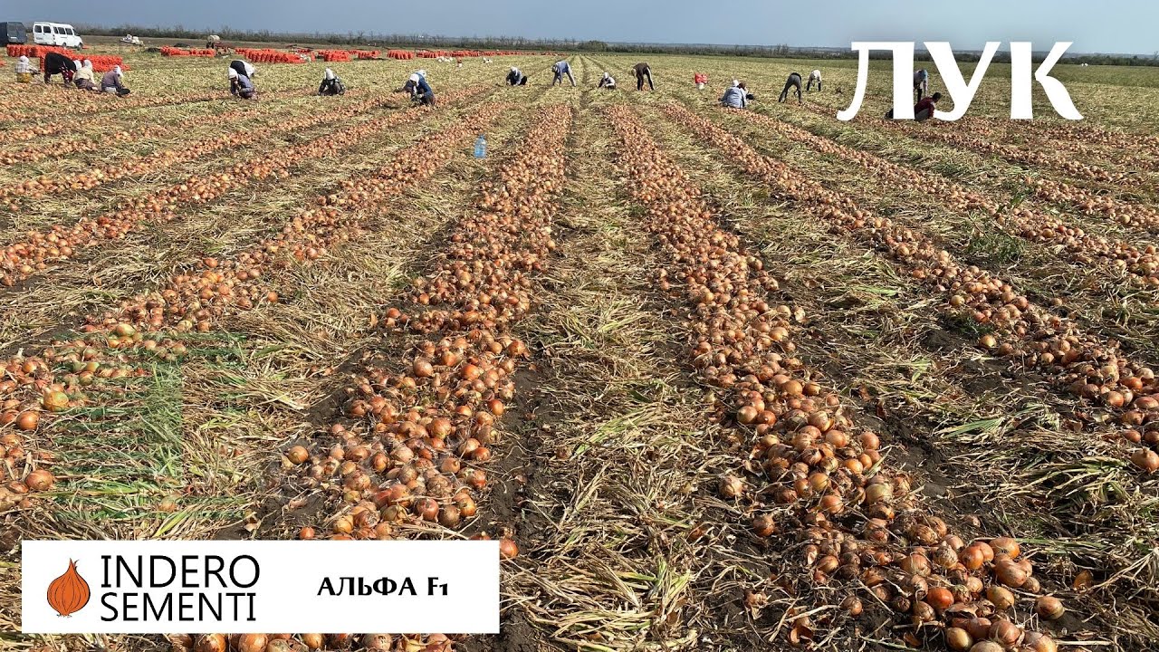 Многозачатковый гибрид лука Альфа F1