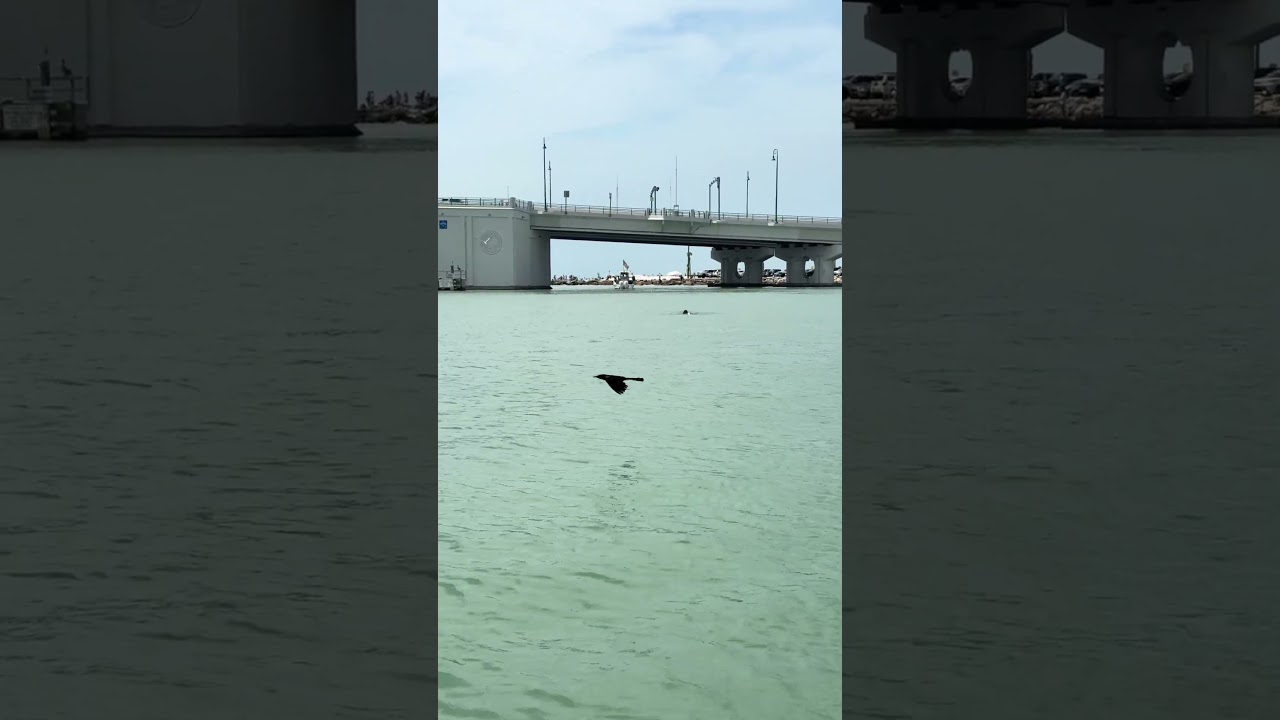 Pelican fly by and a pod of fins in the water! #Pelican #Travel #Florida #JohnsPass #Explore