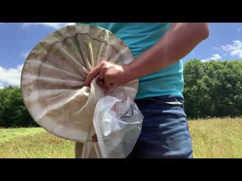 How to Collect Insects with a Sweep Net