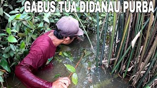 Wowww..!! Rezeki Tak Terduga Najur Dibulan Puasa Dapat Ikan Gabus Dengan Ukuran Diatas Rata2