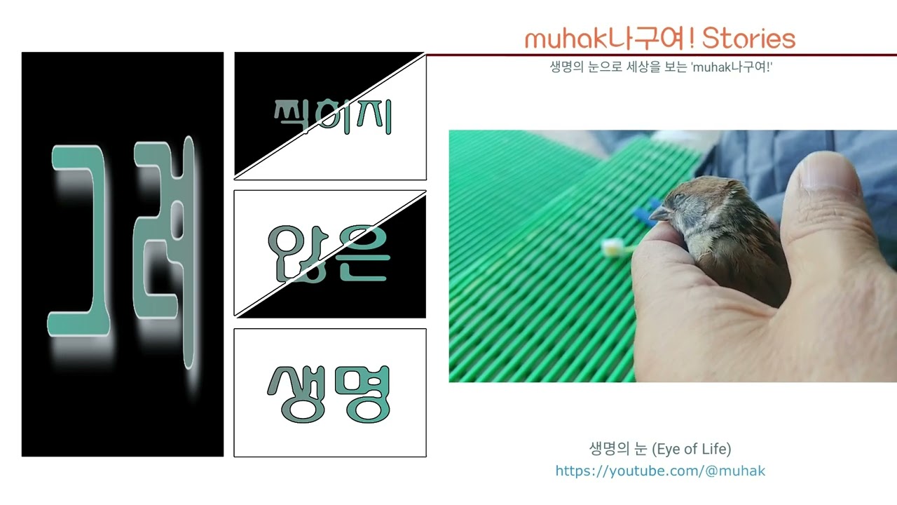 현관 앞 참새ㅣ죽음과 기억