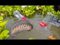 Best bottle fishing ❤️ Traditional Hook Fish Trap With Plastic Bottle ❤️ Best Hook Fishing Video.