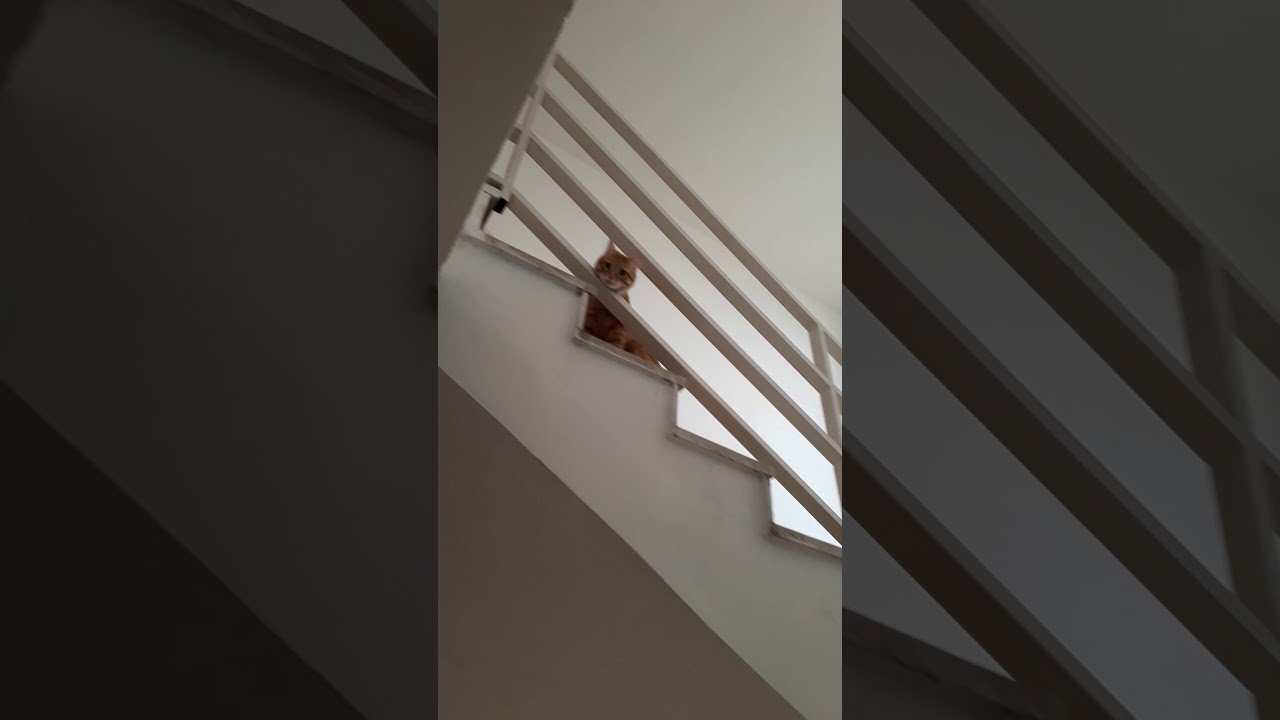 Our Sia is Happy to go up and down the stairs... camera iphone 8 plus apk