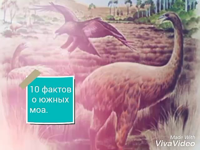 10 фактов о Южных моа