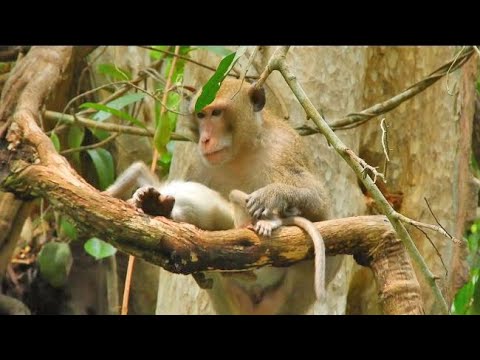 וִידֵאוֹ: כיצד הפך קורוכון הסלאבי הרשע לערב ראש השנה הטוב: סיפורו של סנטה קלאוס