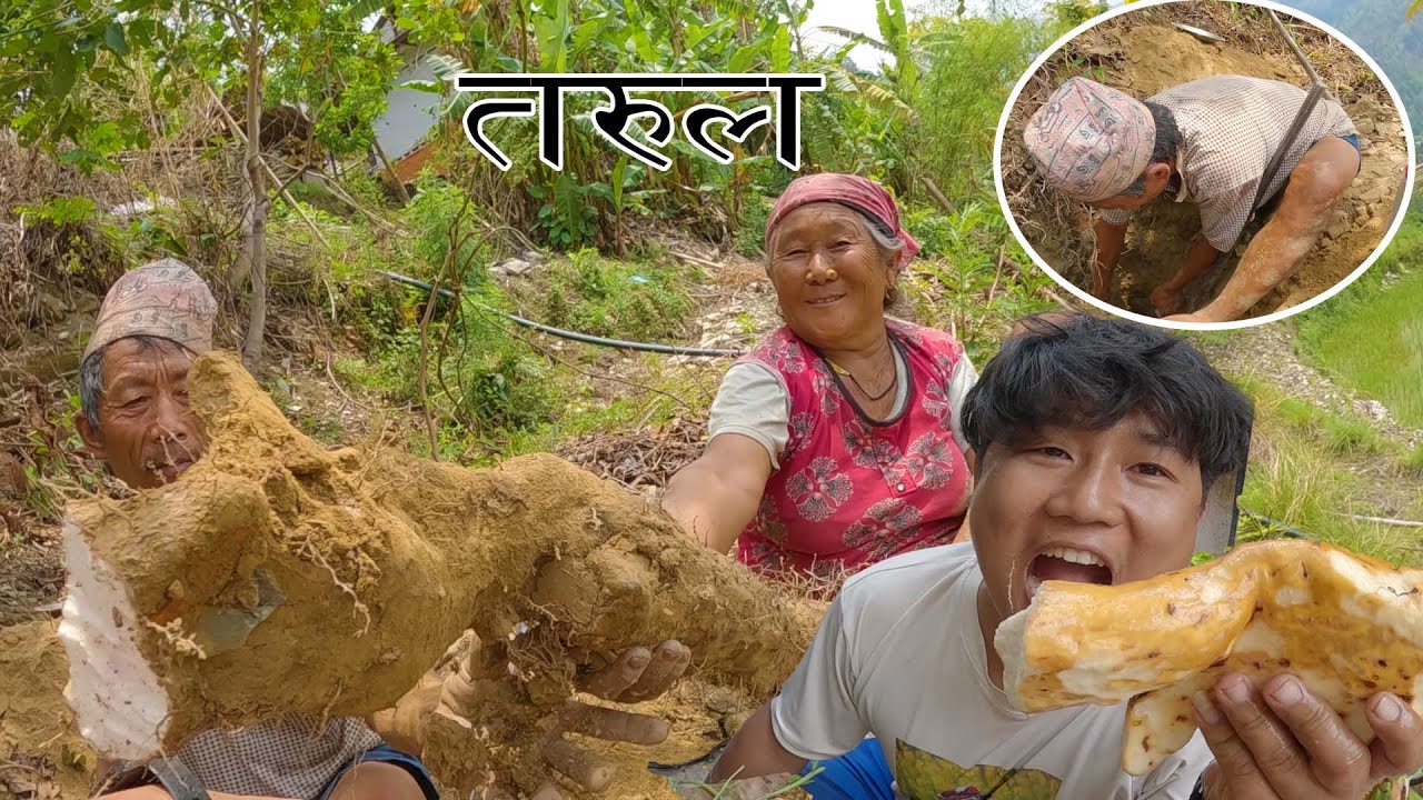 घर तरुल खन्दै हामि(Digging Ghar Tarul)#nepali village food - YouTube