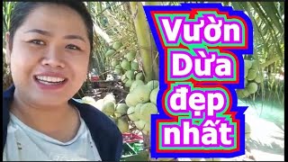 Vườn dừa giống lạ, cây thấp tè đã đeo oằn trái, đẹp như phim đang