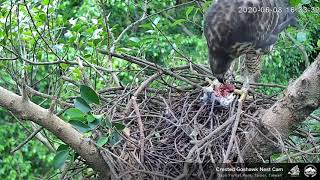 20200608 鳳頭蒼鷹直播回顧－鳳爸帶食物回來，鳳媽餵兩寶 Crested Goshawk Nest Cam