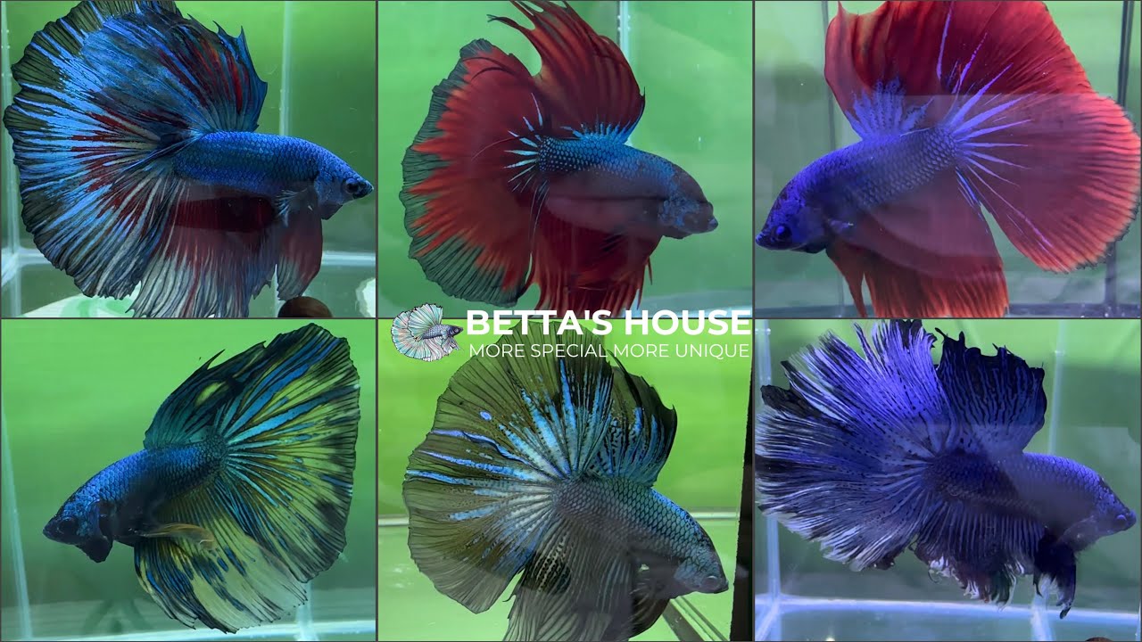 Cá betta Halfmoon có bộ đuôi dài ấn tượng, thu hút ánh nhìn| Betta’s House 