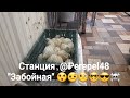 Станция @₽erepel48: "Забойная". #секреты #забоя #перепела #запаривание #общип