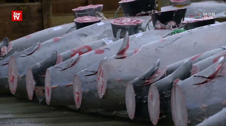 Giant tuna fetches more than $600,000 USD at Tokyo auction
