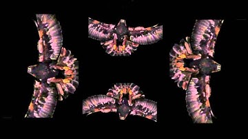 Eagle Slow Motion Holographic Animation For Use With HoloQuad Pyramid Hologram MMD