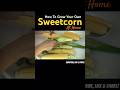 SUPER SWEET SWEETCORN - HOW to GROW YOUR OWN AT HOME #shorts #short #gardening #new #how #sweetcorn
