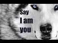 Rumi - Say I Am You (read by Gilbeto Graywolf)