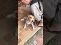大好きな友人との再会が嬉しすぎるビーグル犬#犬#dog