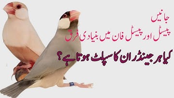 Pastel Java Sparrow  Mutation & Pastel Fawn Combination  ( Basic Information ) Urdu