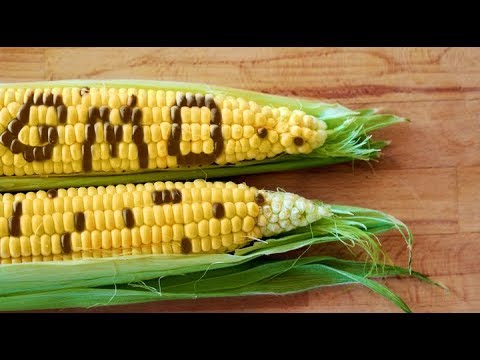 Videó: 6 Mítosz A GMO-król: Az Az Igazság, Amelyről Nem Szokás Beszélni (tudományos Magyarázatok)