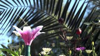 Solar Garden Butterflies