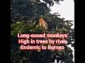POV: You Spot a Proboscis Monkey in Borneo's Jungle