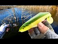 Can I FIND 5 Big BASS In a FLOODED Forest? (LAKE BREAK)